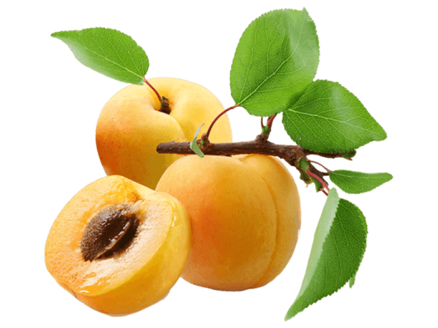 Apricot