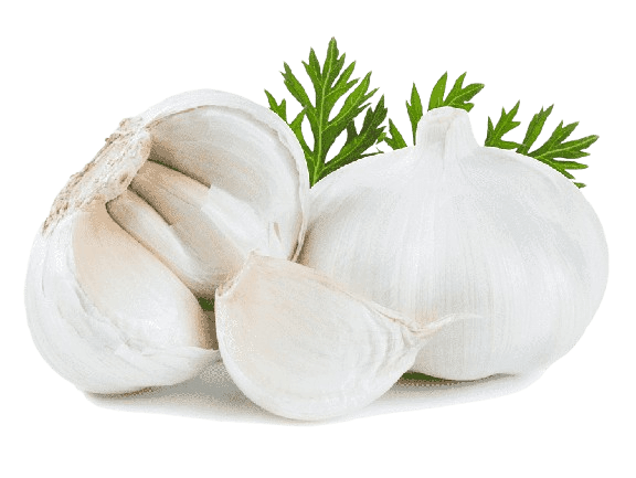 Garlic